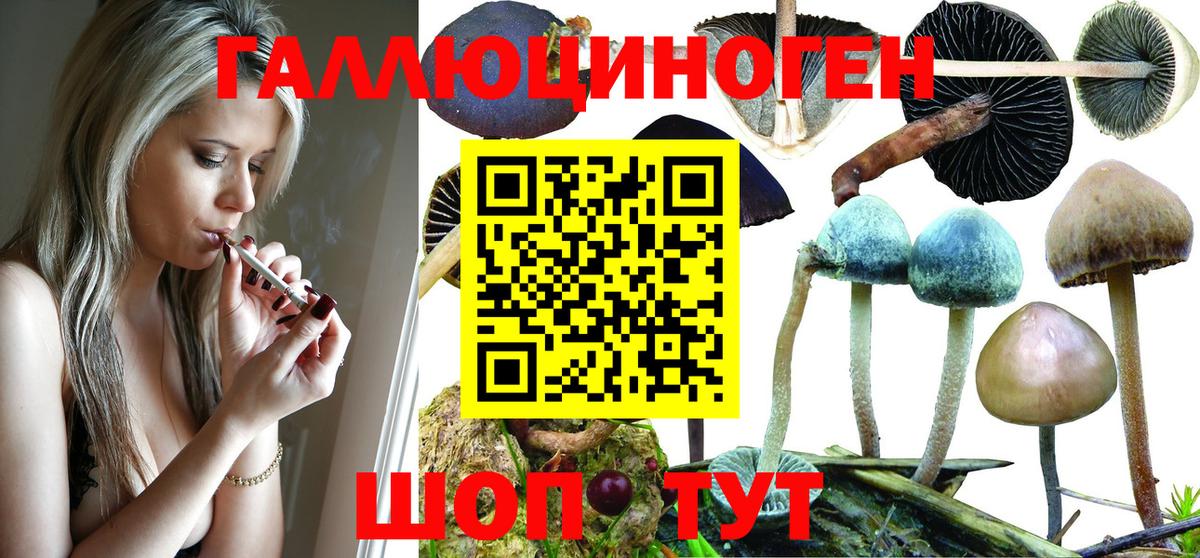 Псилоцибиновые грибы Psilocybe Шебекино